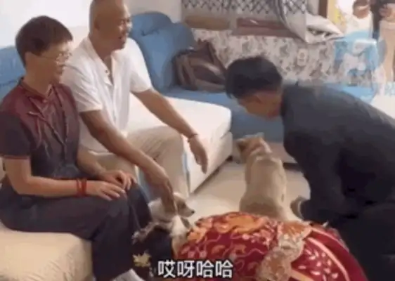 Father-in-law at the bridegroom's wedding, the dog's dying to sit down