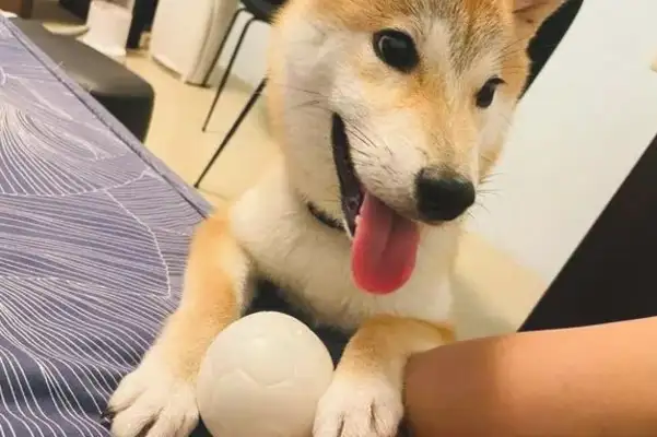 As a child, the Akitas love to sell their bowls, but when they grow up, they'll do shit. Stay