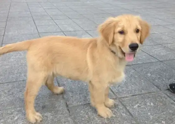 The golden fur dog got rid of the rope and bit the teddy dog