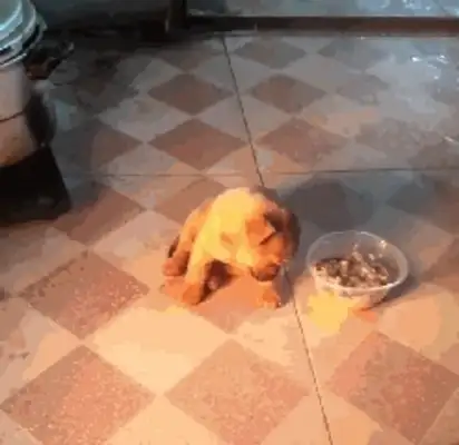 The pups are adopted by the kind ones who sleep during the night at home