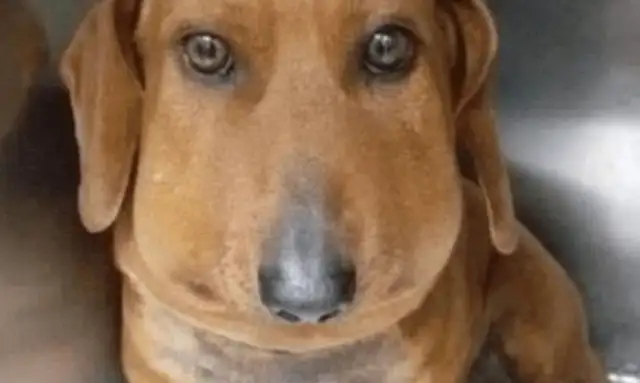 The dog snuck out to play, and he came back afraid to look back, and he was so busy running to the hospital