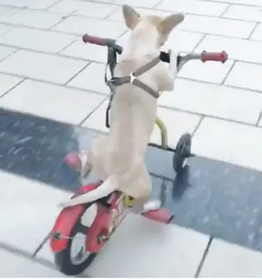 The dog stepped on a bike in the city square, stepped on a new attitude, almost in an accident