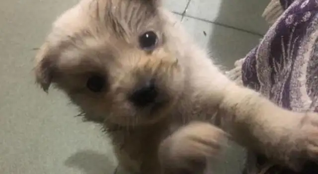 The boy was touched by a porcelain dog on the way to work, dog: You didn't take me, I won't let go