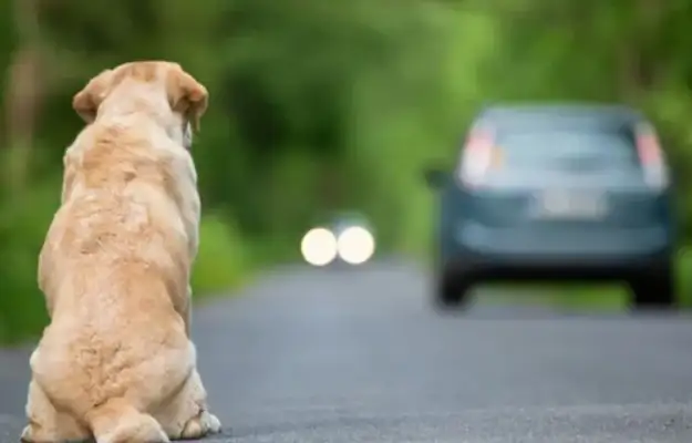 To prevent the abandonment of pets. France banned pet shops from selling cats and dogs since 2024