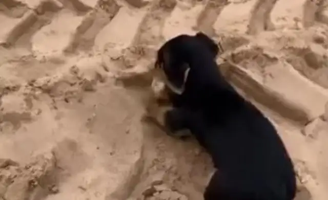 The dog digs a hole on the beach, and the man thinks the dog's a fool