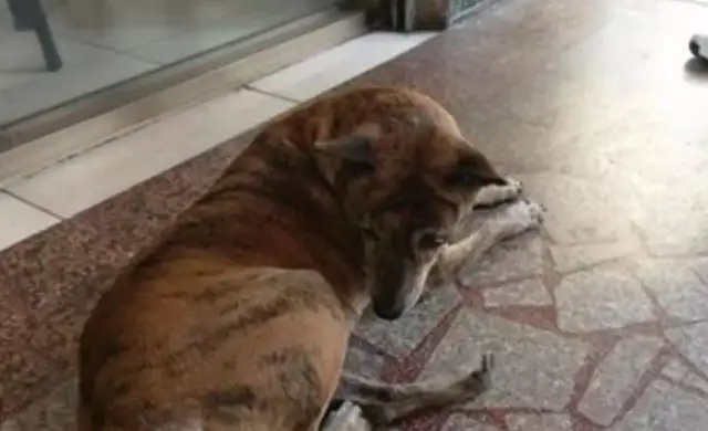 A loyal dog has been abandoned for four years. He has never left his place