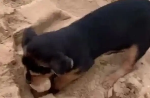 The dog digs a hole on the beach, and the man thinks the dog's a fool