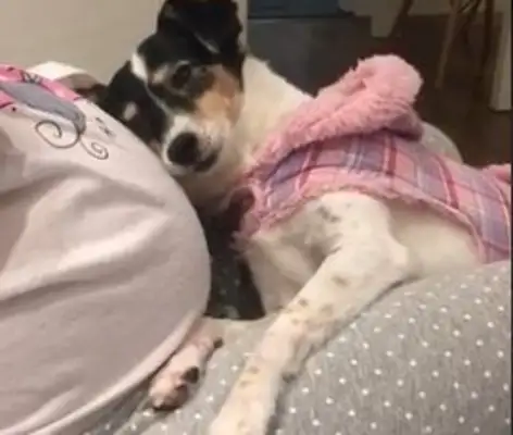 Dogs love the unborn masters