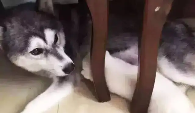 Haskids gave birth to a rare two-hundred, and the master smiled, but the dog's mother had a heavy face