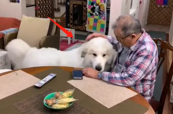 After a few months, two doggies have changed so much, they're often poignant to old people: a heavy burden