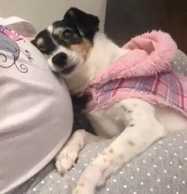 Dogs love the unborn masters