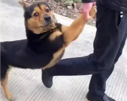 I was scared when a field dog ran out of the door and released himself