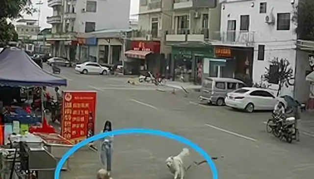The dog rope tripped the old man to his death and the girl ran away