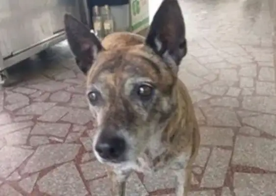 A loyal dog has been abandoned for four years. He has never left his place