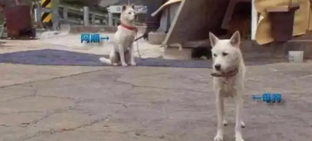 The dog ran away after eating