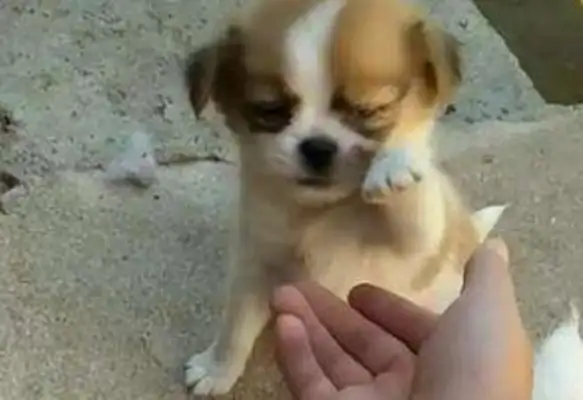 The bitch gives milk to the baby, and the baby wants a piece of it. Warm. Heart