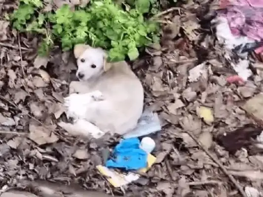 Poor, helpless stray dog hiding in a remote stench to take care of the kids