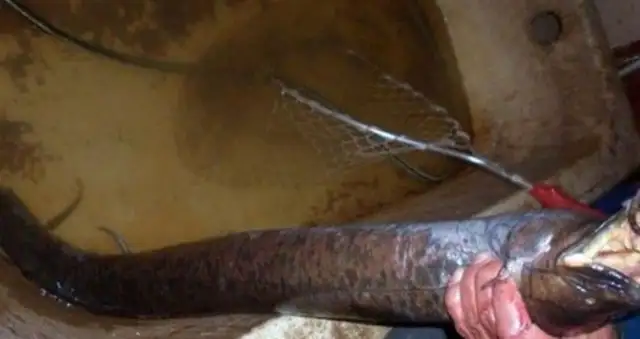 The weird eels are barking and their teeth are scaring the fisherman