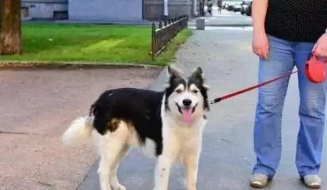 The dog rope tripped the old man to his death and the girl ran away