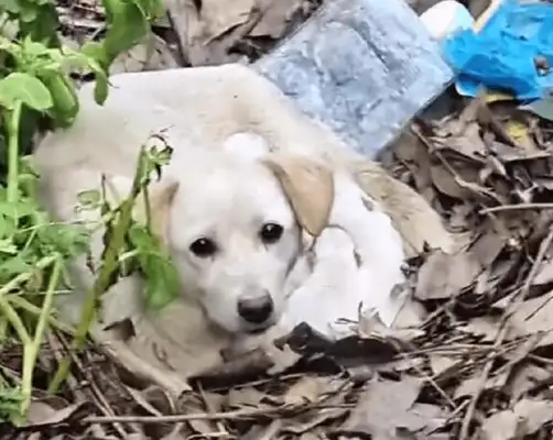 Poor, helpless stray dog hiding in a remote stench to take care of the kids