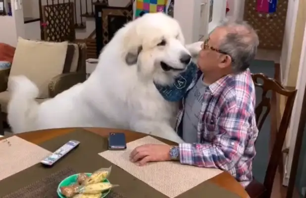 After a few months, two doggies have changed so much, they're often poignant to old people: a heavy burden