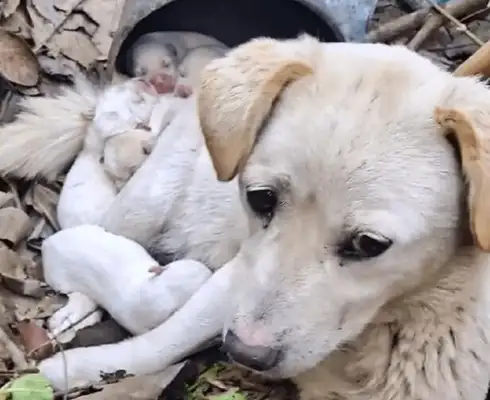Poor, helpless stray dog hiding in a remote stench to take care of the kids