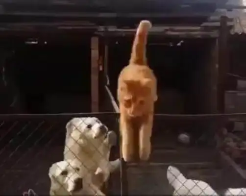 The orange cat broke into the dog's territory, the smart-ass managed to escape, and the dog's face turned bright