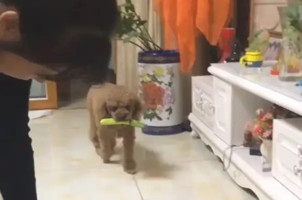 Little Teddy found out the owner packed his bags and came back with his toys. Come on