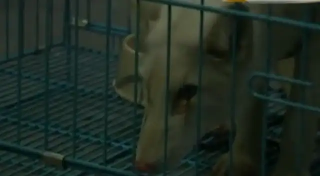I picked up a pet dog, and when I saw it, I lost my eye