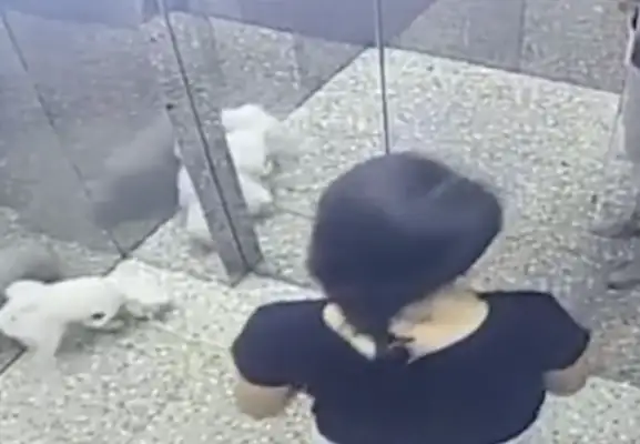 A woman in Guangdong is stuck with a dog in an elevator rope