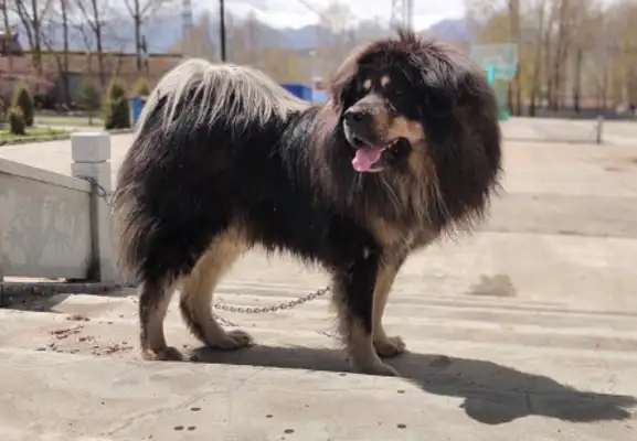 How was this dog born