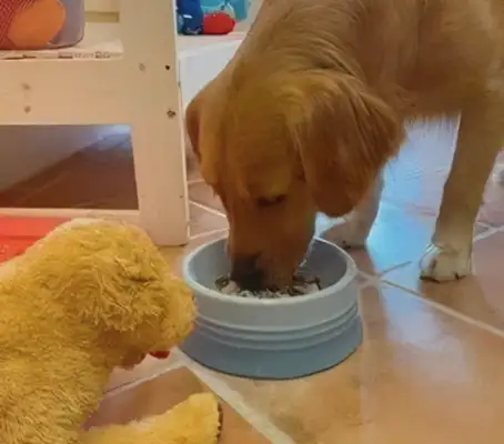 The owner pretends to let the dog eat it