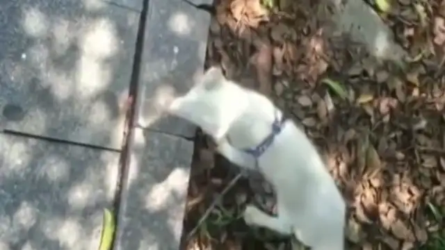 I picked up a pet dog, and when I saw it, I lost my eye