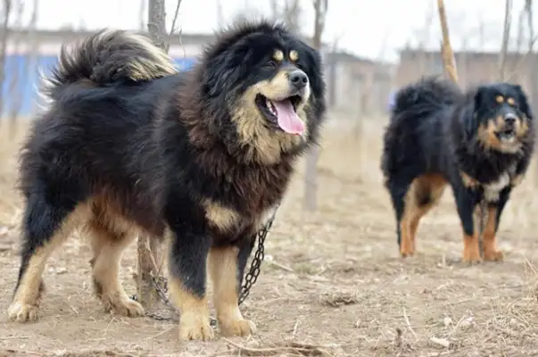 How was this dog born