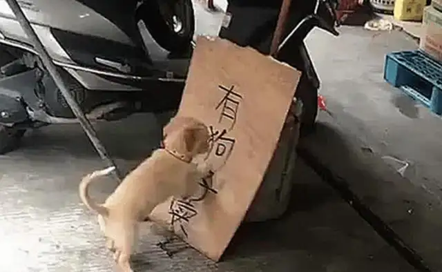 The man put a sign at the door. The doggy found something wrong. He heard the conversation, and he stayed calm
