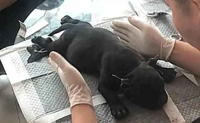 Sending a dog to cut his ears, thinking it was a little surgery, and then he didn't come back