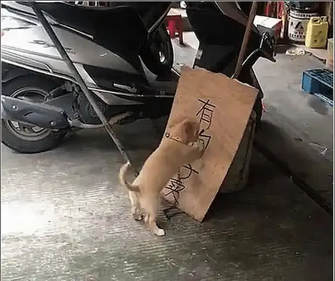 The man put a sign at the door. The doggy found something wrong. He heard the conversation, and he stayed calm