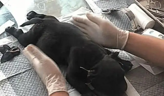 Sending a dog to cut his ears, thinking it was a little surgery, and then he didn't come back