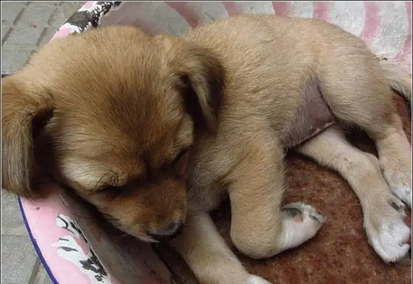 The man put a sign at the door. The doggy found something wrong. He heard the conversation, and he stayed calm