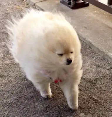 Little Bo-mi was blown into shape in the wind, but somehow turned into a cyber red man
