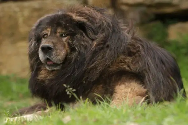 How was this dog born