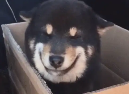 Five grand for a smiling dog. Isn't that a professional fake