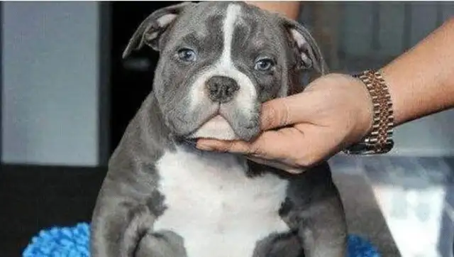 Sending a dog to cut his ears, thinking it was a little surgery, and then he didn't come back