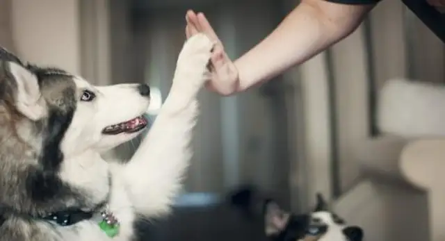 Cats and dogs are insured. Ten billion pets are in the medical market