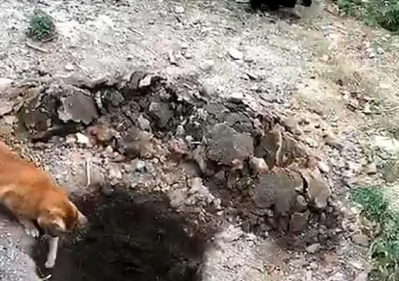 The orange cat lures the dog to the pit. Cat: Come on, jump and eat