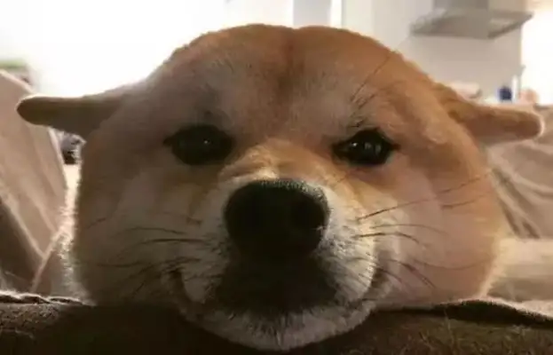 Five grand for a smiling dog. Isn't that a professional fake