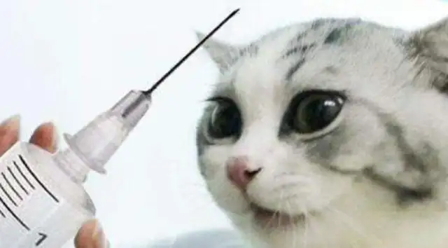 Caution! Cats get rabies, you don't know