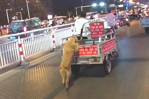 Blonde dog claws in a tricycle. I don't know what he's doing, but when he gets close, he's jealous