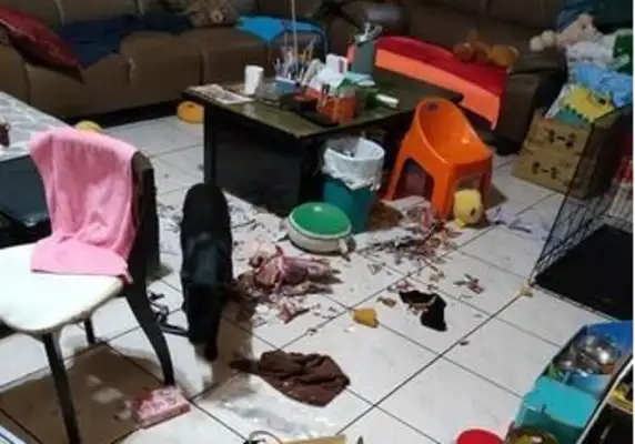 The black dog broke the house while the owner was gone, afraid he'd be stuck on the drill couch