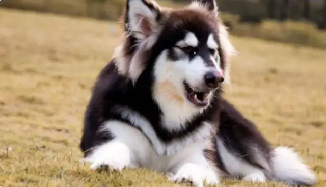All these reactions in Alaskan dogs are suggesting that calcium is missing